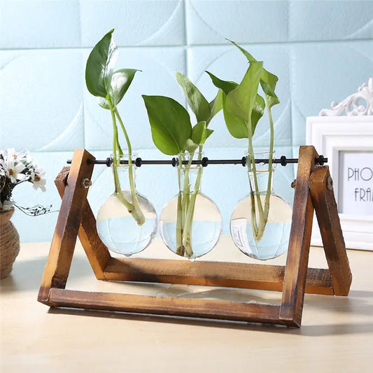 Elegant glass vase tabletop terrarium for plants and succulents